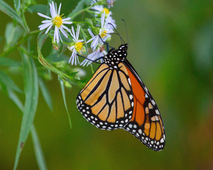 Fototapeta na wymiar Monarch on flower