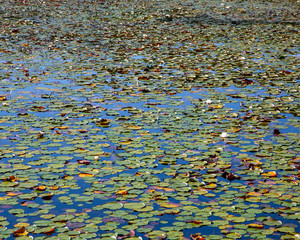 Lily Pad Pond