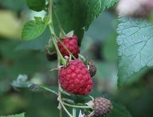 raspberry on a branch