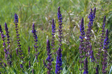 Fototapeta premium Violet flowers in blooming on green background, beautiful nature of Ukraine