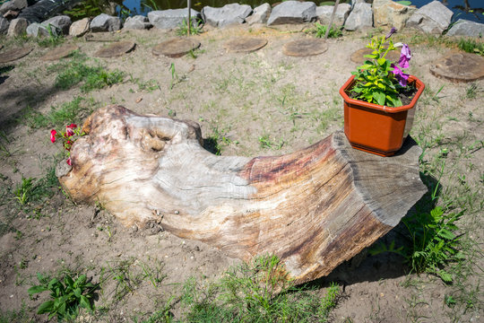 Decorative flower arrangement from pink petunia in a fallen old tree. A flower bed in a log. Petunia flowers for home Decor. Garden and park decor. Landscape design