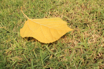 green grass yellow leaf 
