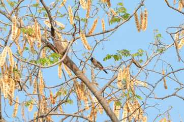 Bulbul sitting on branch with blue sky in background