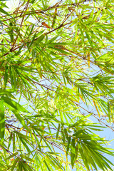 Fototapeta na wymiar Bamboo tree, leaves on sunny blue sky background. Copy space.