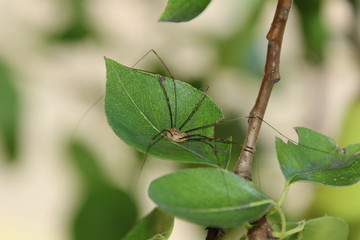 Spider on a leaf