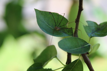 Spider on a leaf