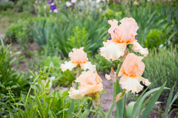 Close-up view of an iris flower on background of green leaves and flower beds. Beautiful varietal...