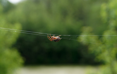Big spider macro shot on its web in green background