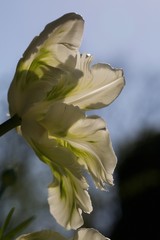 flower in strong sun - white tulip