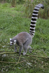 Lemur stepping over a branche