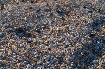 Shells at Azov sea sandy beach