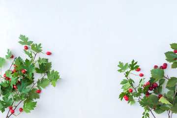 Branches with red berries on a white background