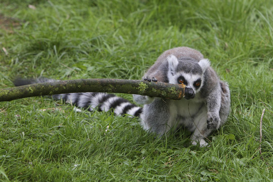 Lemur eating a stick