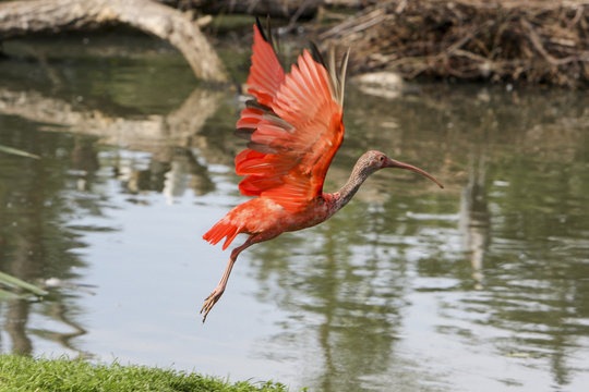 Scarlet ibis taking off