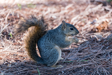 Cute squirrel at the Lake Balboa Park in Los Angeles, California, eating a nut