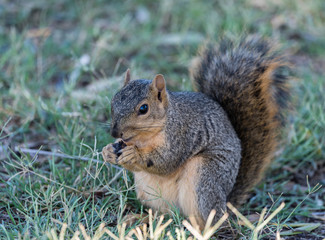 Naklejka na ściany i meble Cute squirrel at the Lake Balboa Park in Los Angeles, California, eating a nut
