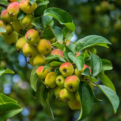 Close-up of the fresh apples on a tree. A branch of an apple tree with apples and leaves in the garden.