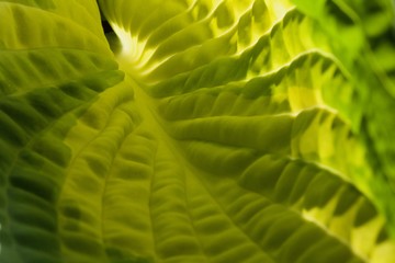 close up of hosta leaf - Gold Standard