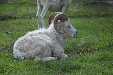 Obraz premium Dall sheep in the grass