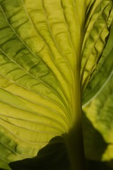 closeup of hoster leaf