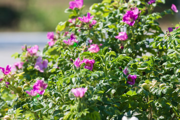 The wild rose Bush with pink flowers.