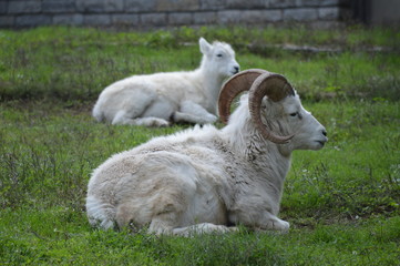 Fototapeta premium Dall sheep in the grass