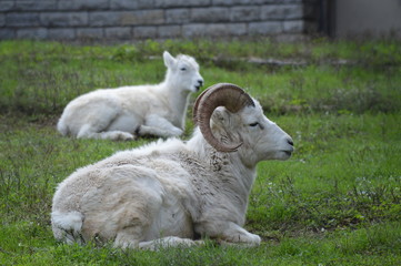 Obraz premium Dall sheep in the grass