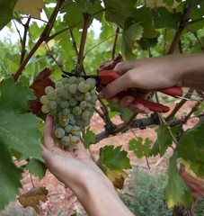Manual grapes harvest
