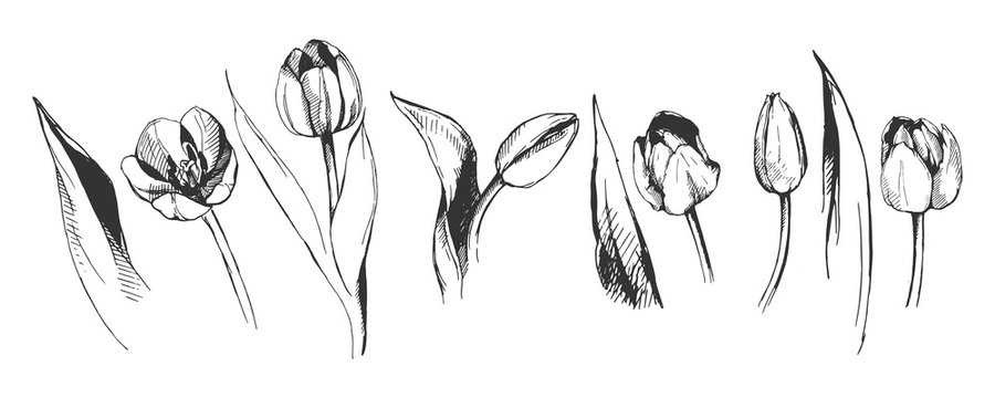 tulip flower graphic illustration decorative nature art