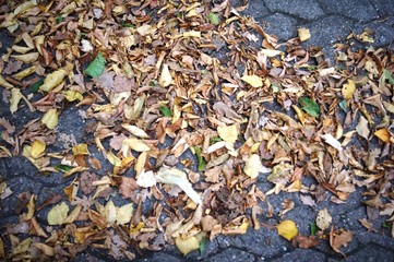 leaves, autumn, brown, fall, nature, yellow, leaf, food, forest, texture, season, tree, wood, natural, dry, maple, red, orange, macro, pattern, healthy, closeup, foliage