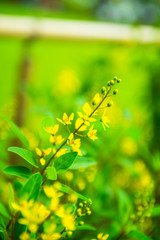 Spring background with soft focus on blooming of yellow flowers