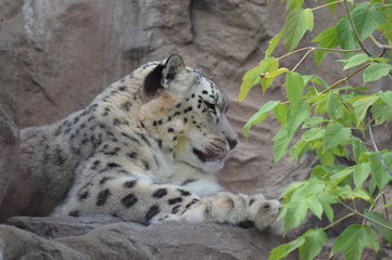 Snow leopard on a rock