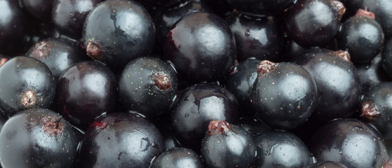 black currant berry close-up