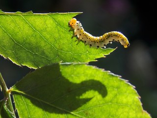 caterpillar to the list
