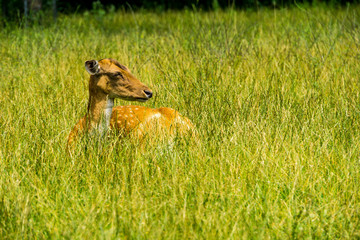 Side view of brown deer hiding in green grass