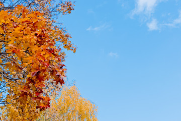 Colorful autumn leaves on a blue sky