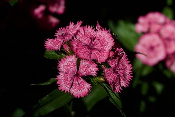 pink flower in the garden