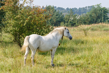 Domestic white horse standing in the grass against bushes