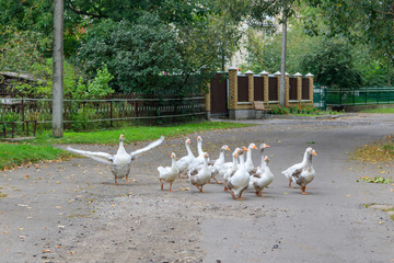 Flock of domestic geese walks along an asphalt road in the village