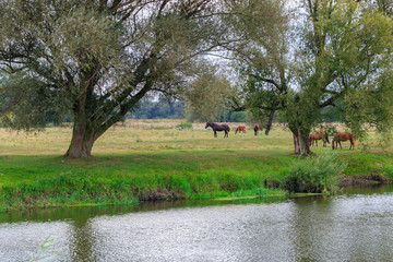 Herd of domestic horses grazes on a green meadow against river bank