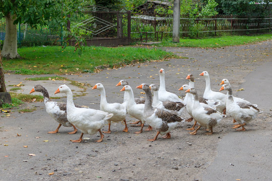 Flock of domestic geese walking along village road in autumn cloudy day