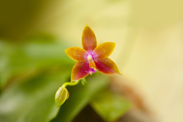 Beautiful rare orchid in pot on blurred background