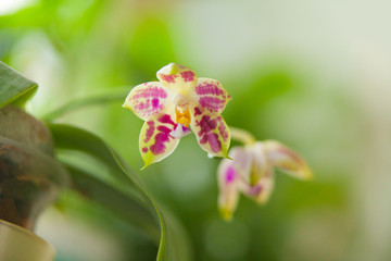 Obraz premium Beautiful rare orchid in pot on blurred background