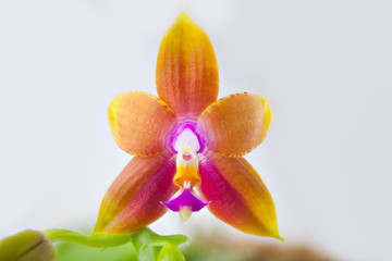 Obraz na płótnie Canvas Beautiful rare orchid in pot on white background