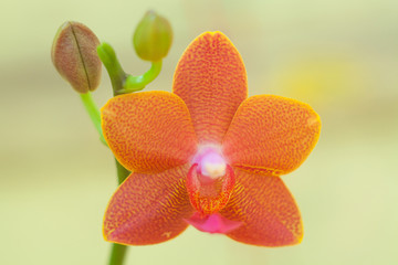 Beautiful rare orchid in pot on blurred background