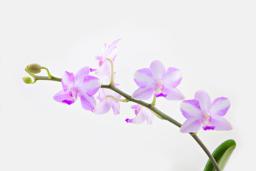 Naklejka na ściany i meble Beautiful rare orchid in pot on White background