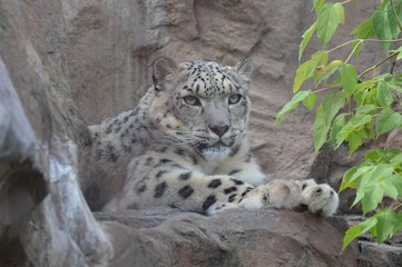 Snow leopard on a rock