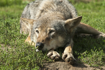 Europese wolf ligt relaxt in de zon.