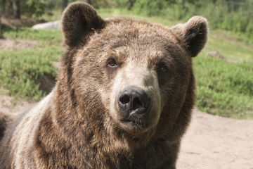 Fototapeta premium Humm, wat is daar te doen