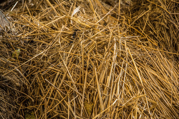 Dry hay